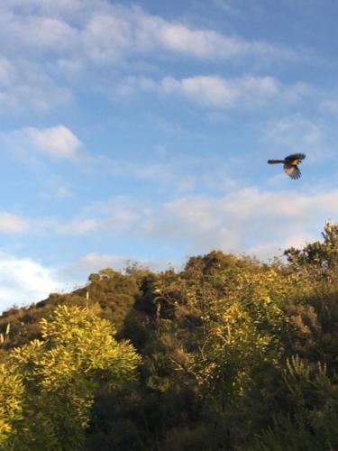 Maraetotara / Bay of Plenty / New Zealand - 6/9/19